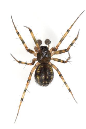 Réf. 344 175 : Lepthyphantes sp.
